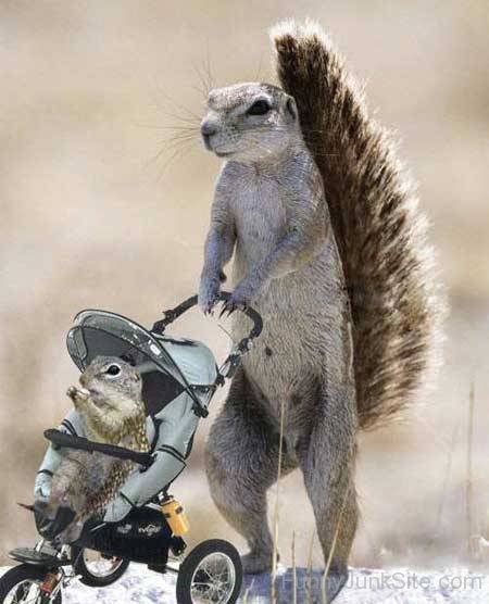 Squirrel Mom
