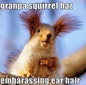 Squirrels Ear Hair