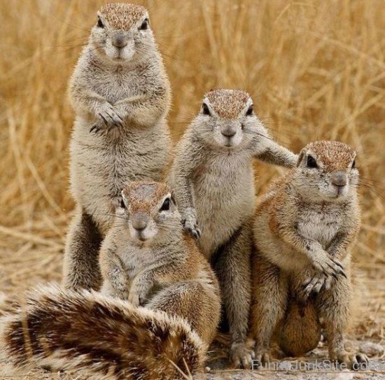 Squirrels Family Photo