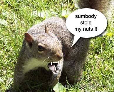 Stole My Nuts