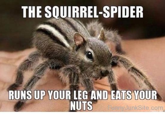 The Squirrels -Spider