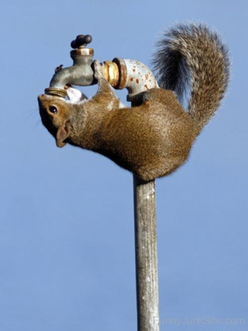 Thirsty Squirrels