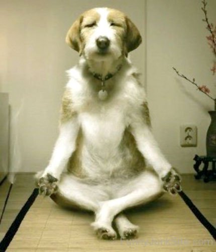 Yoga Dog Funny