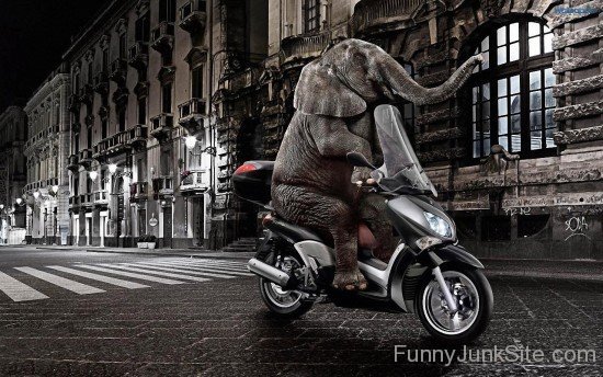 Funny Elephant Scooter Ride