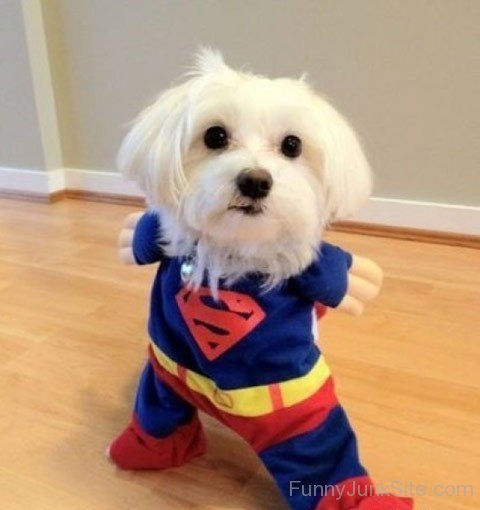 Funny Super Dog