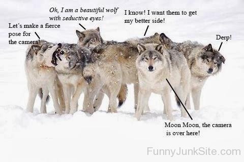 Funny Wolfs Group