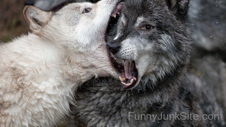 Funny Wolfs Image