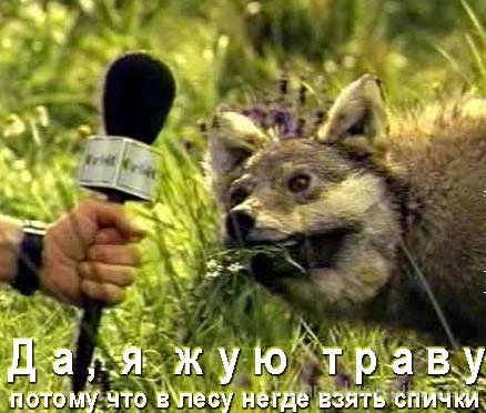 Wolf Giving Interview