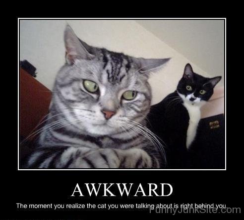 Awkward Cats