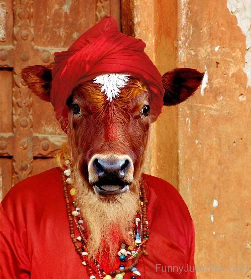 Baba Cow