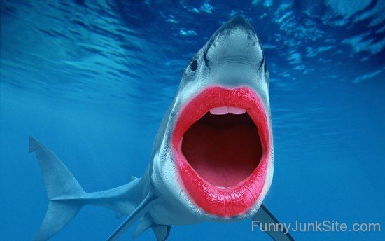 Beautiful Shark Lips