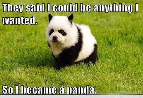 Became A Panda