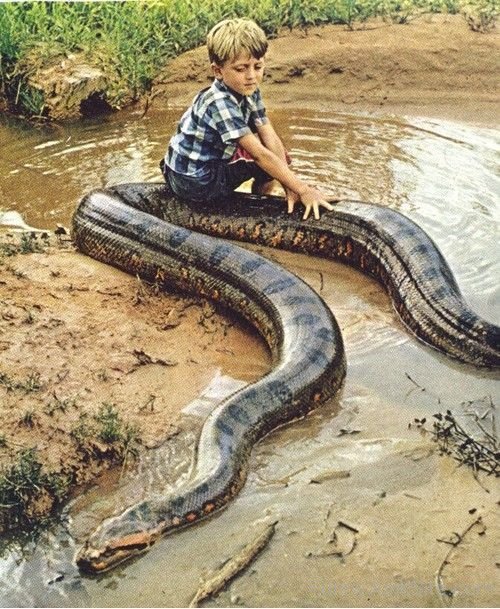 Big Snake Little Kid Sick Minds