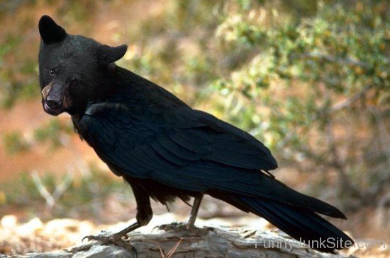 Black Crow Bear
