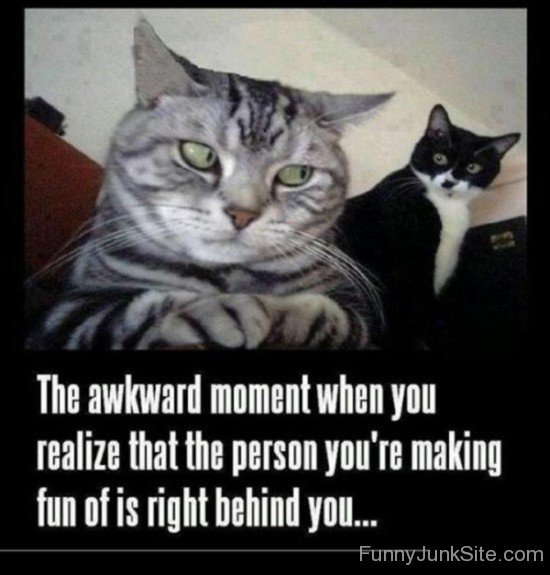 Cat Awkward