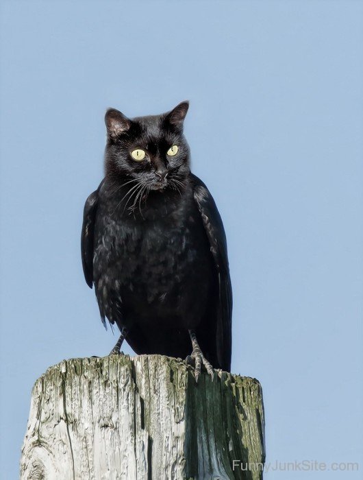 Cat Crow
