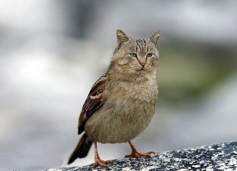 Cat Sparrow