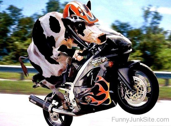 Cow On Motorcycle Funny