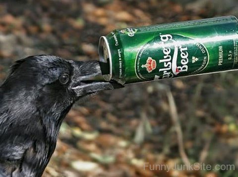 Crow Drinking Beer