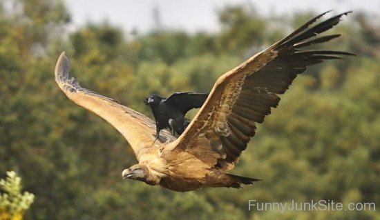 Crow On Hawk Big