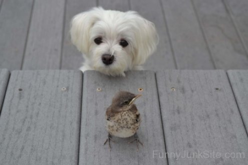 Dog And Sparrow Funny