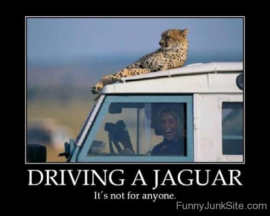 Driving A Jaguar Not For Anyone