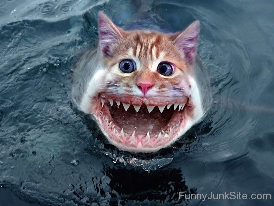 Funny Cat Shark