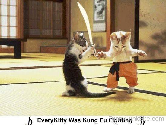 Funny Cats Kung Fu