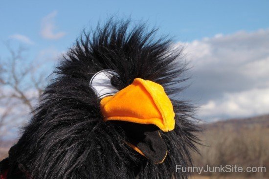 Funny Crow Image