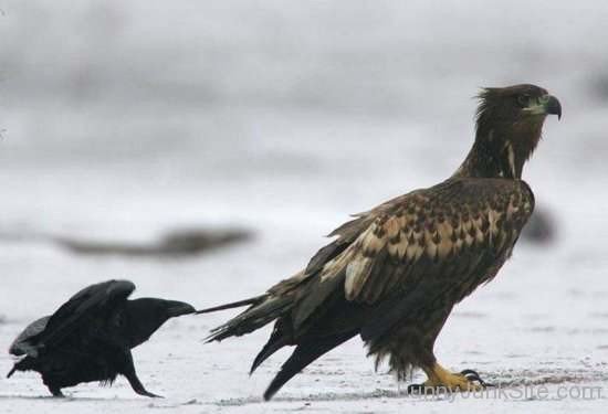 Funny Crow Photo