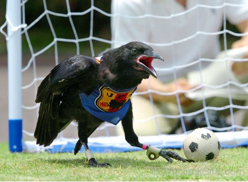 Funny Crow Playing Football