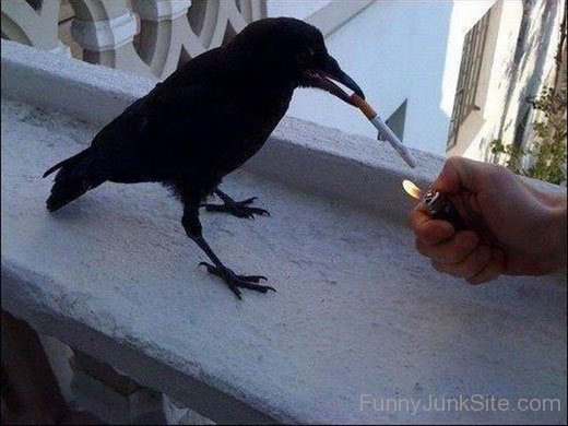 Funny Crow Smoking Cigarette