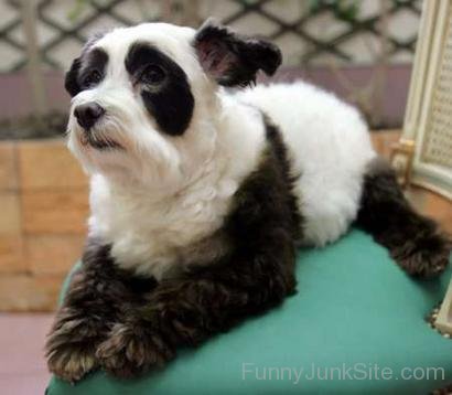 Funny Cute Dog Panda