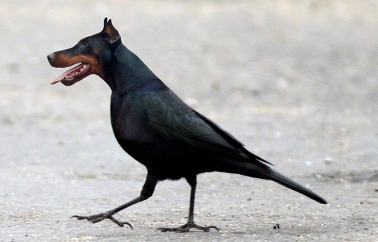 Funny Dog Crow