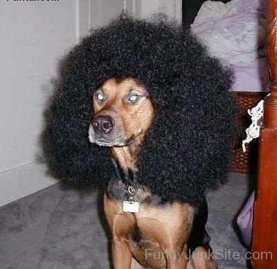 Funny Dog Hair