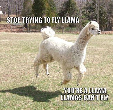 Funny Flying Llama Picture