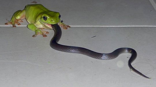 Funny Frog Eating Snake