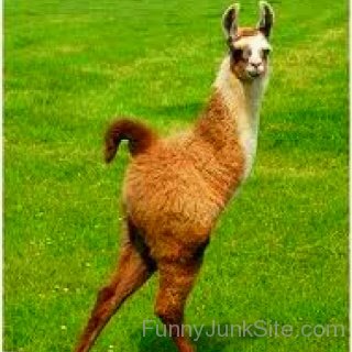 Funny Image Of Llama