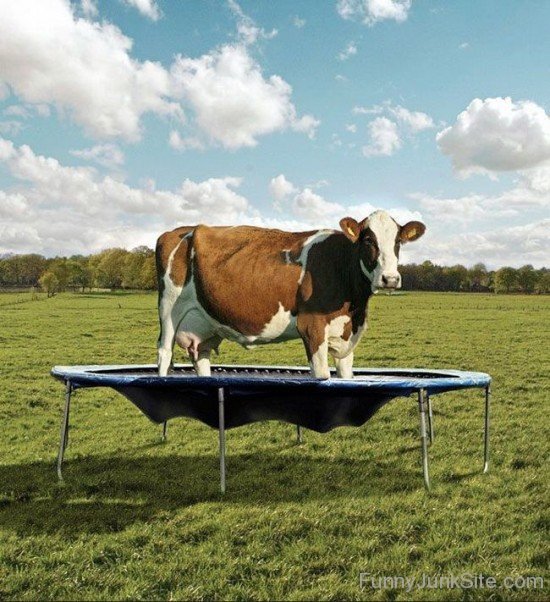 Funny Jumping Cow