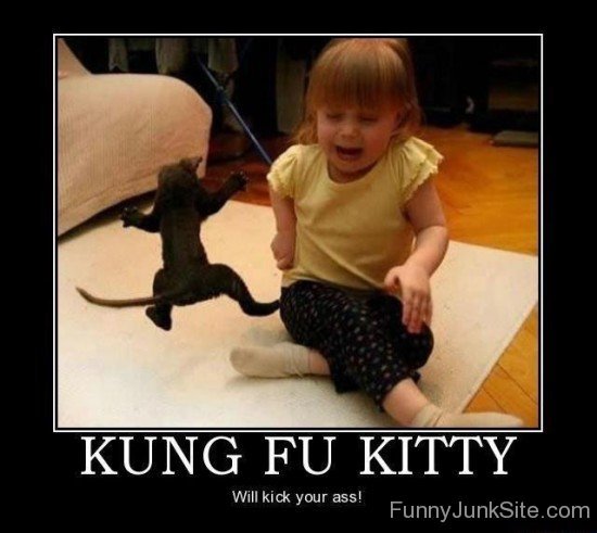 Funny Kung Fu Kitty