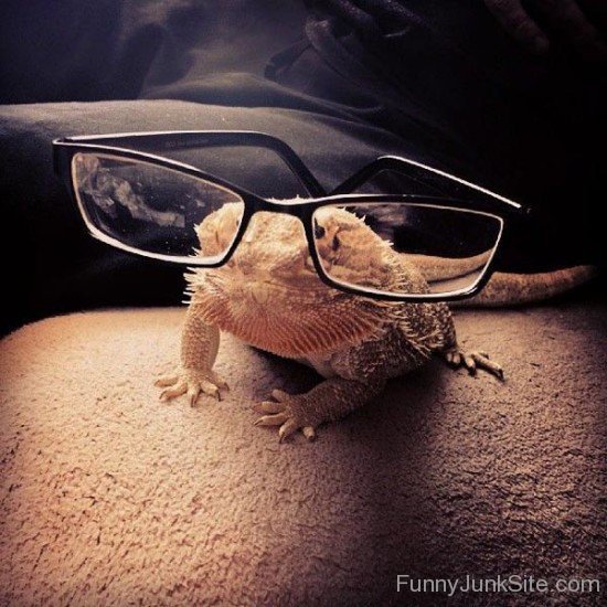 Funny Lizard Spectacles
