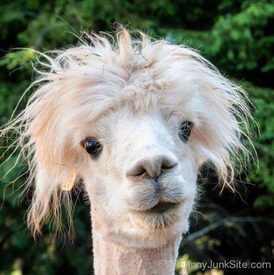 Funny Llama Hairstyle