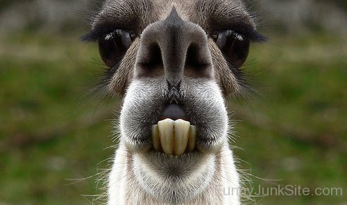 Funny Llama Photo
