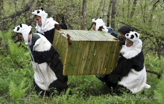 Funny Man Pandas