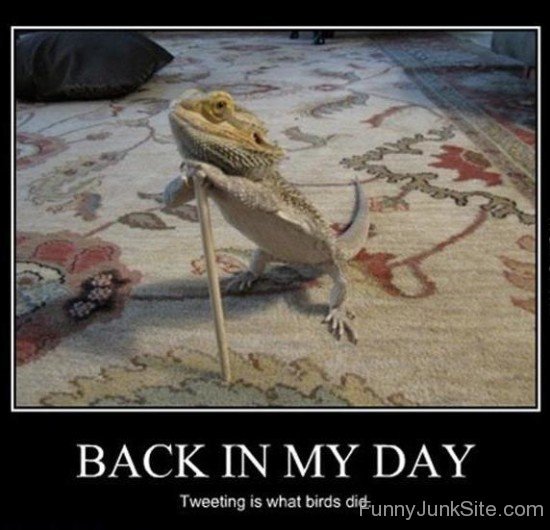Funny Old Lizard
