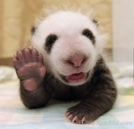 Funny Panda Baby Say Hi