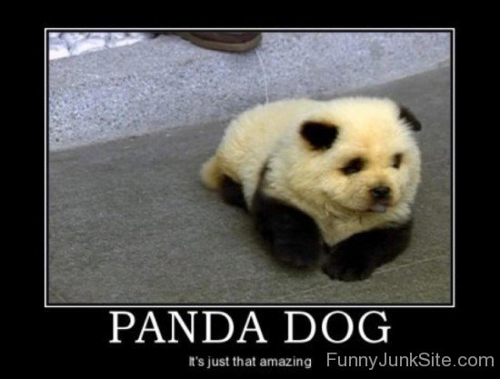 Funny Panda Dog
