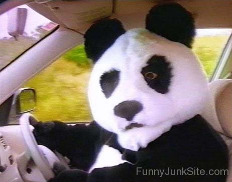 Funny Panda Driving Car