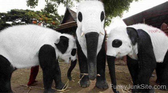 Funny Panda Elephants