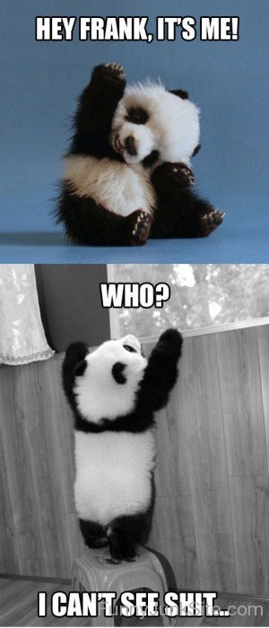 Funny Panda Friends